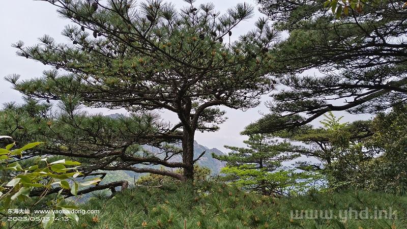 2023年5月13日黄山二日游纪念