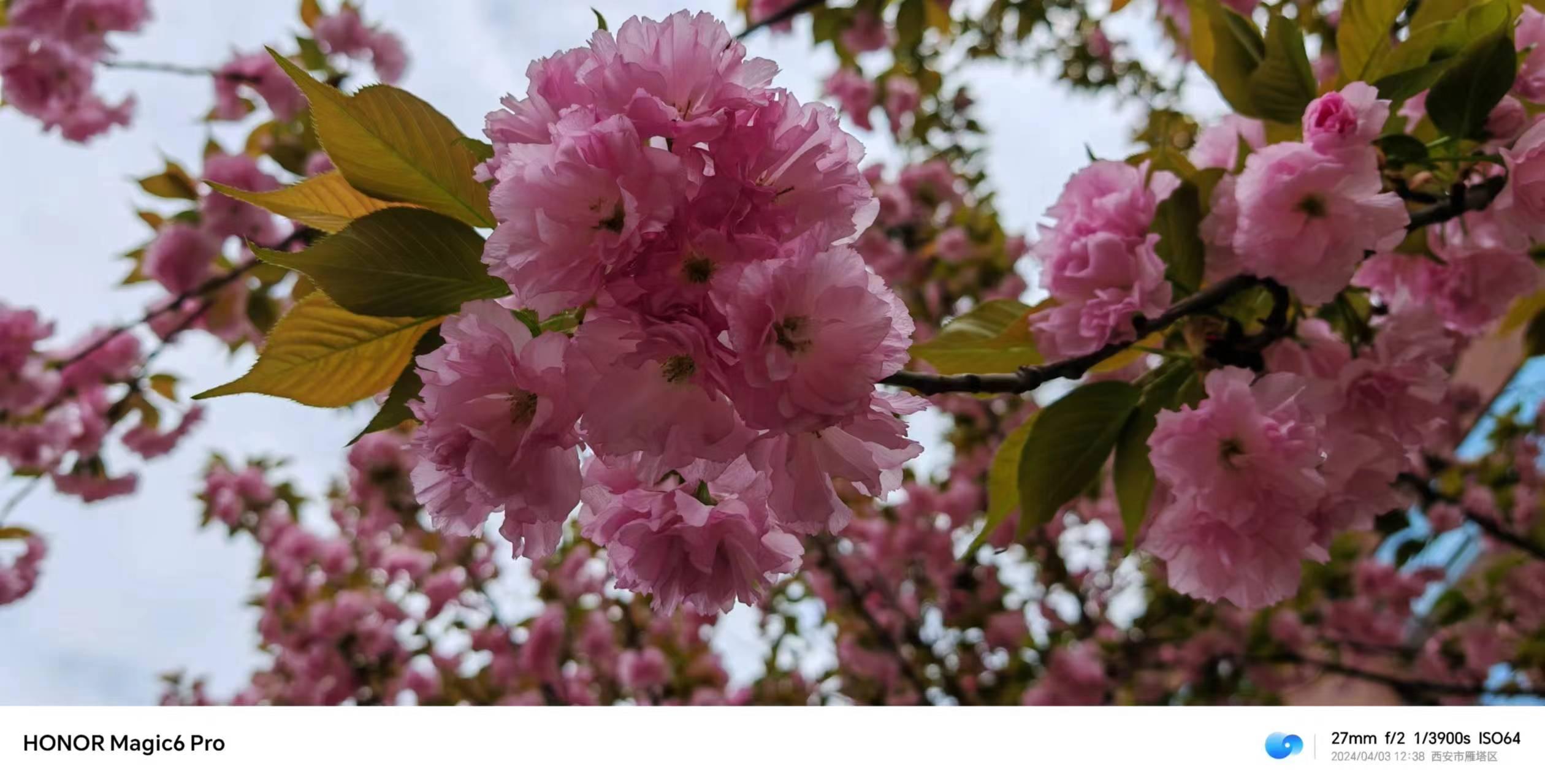 春之樱花：生命与希望的绚烂篇章