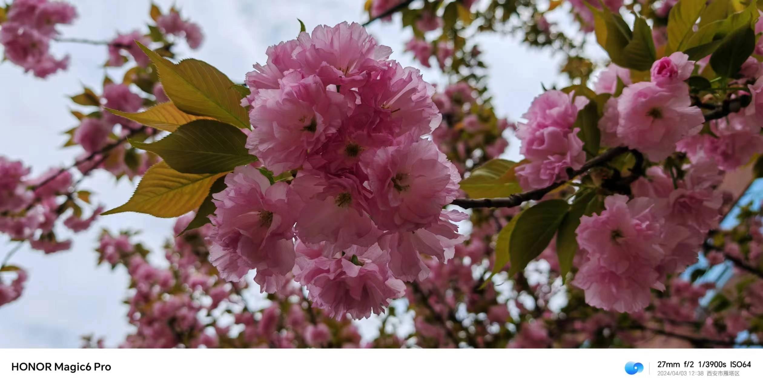 春之樱花：生命与希望的绚烂篇章