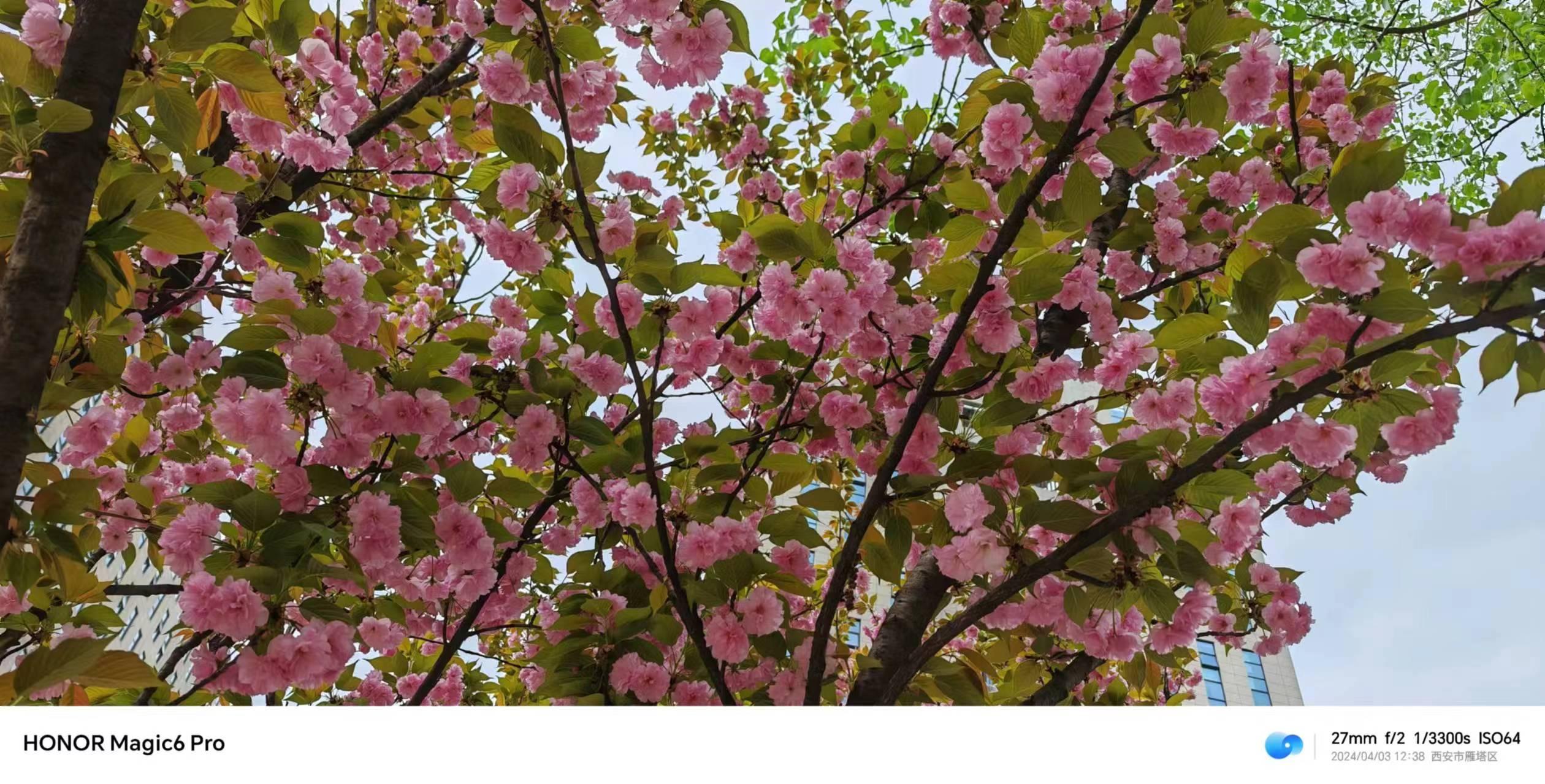 春之樱花：生命与希望的绚烂篇章