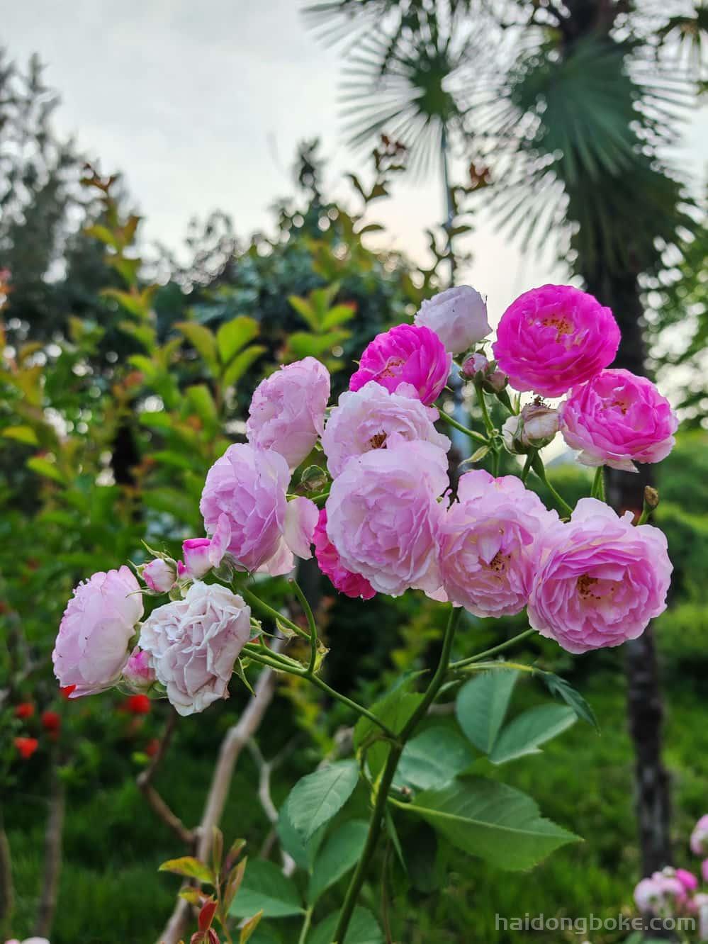 生活随拍丨洛阳白马寺