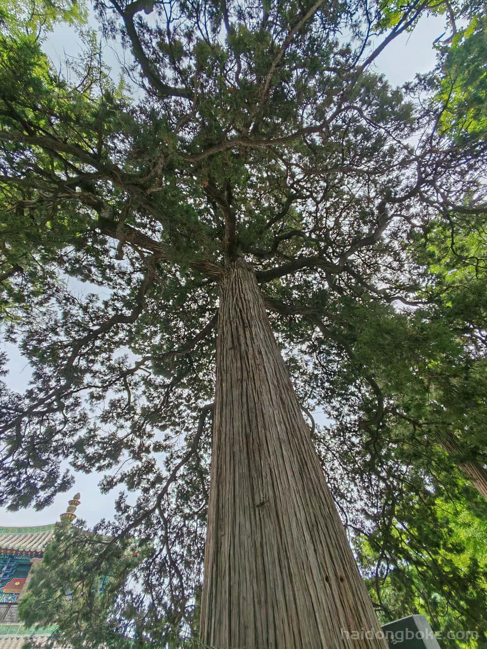 生活随拍丨河南嵩山少林寺