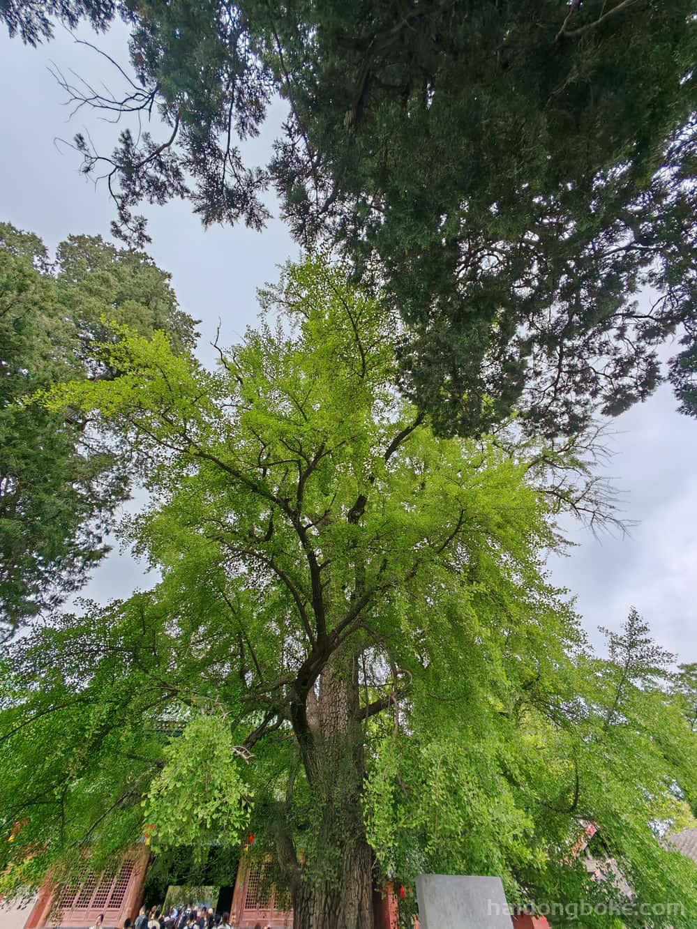 生活随拍丨河南嵩山少林寺