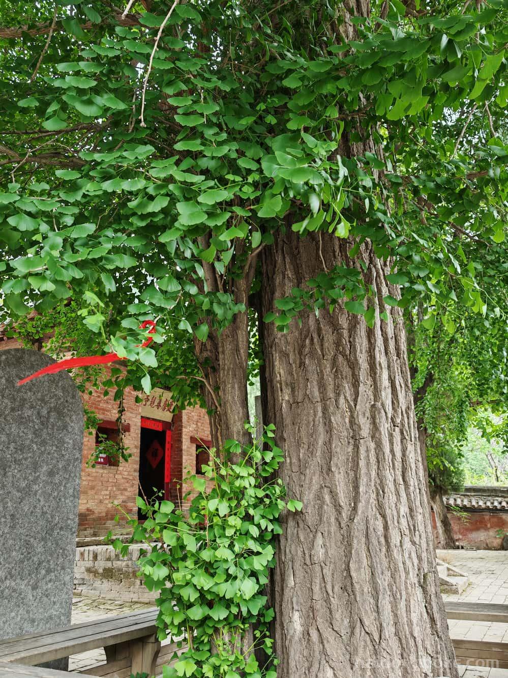 生活随拍丨河南嵩山少林寺