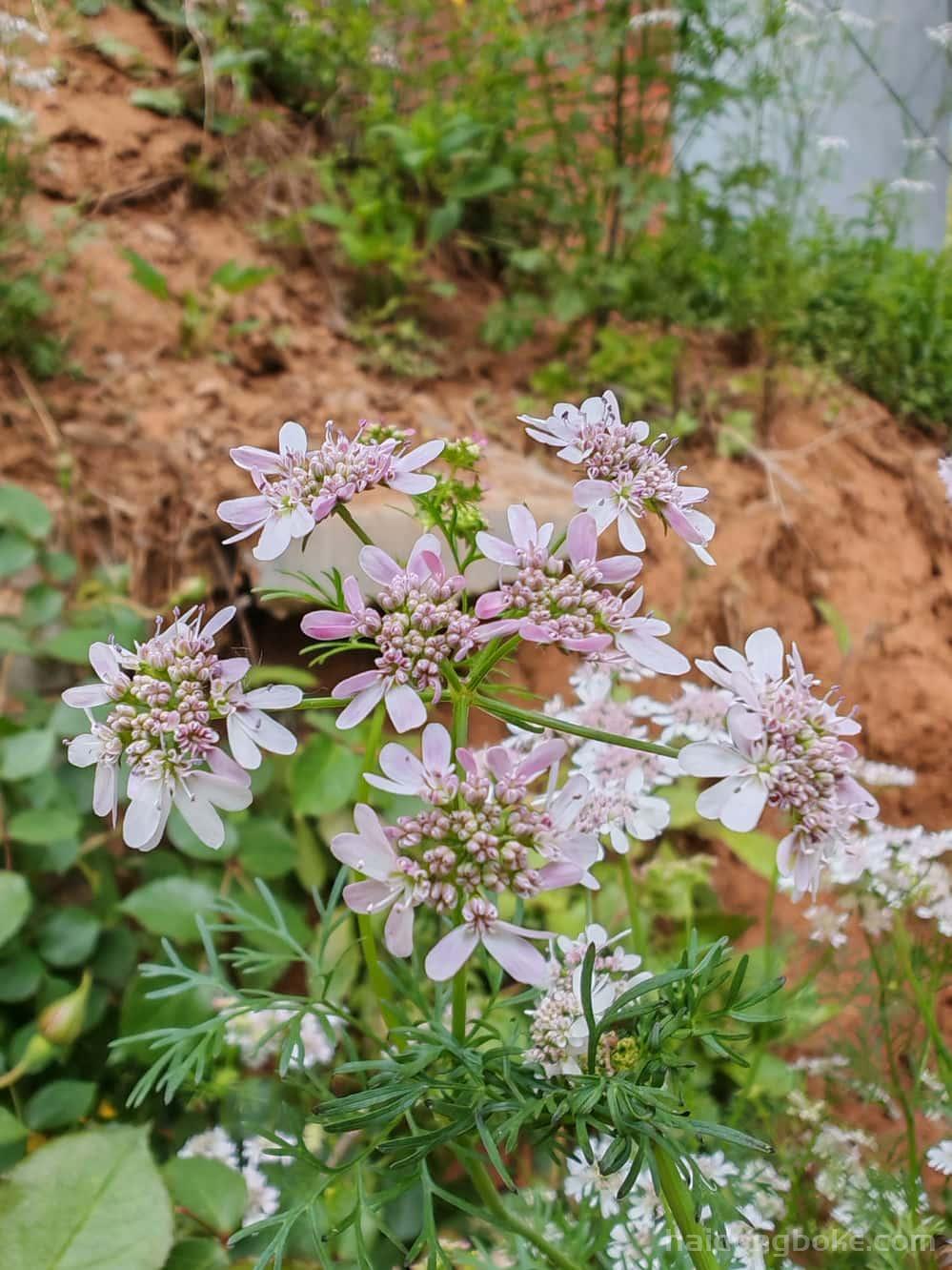 生活随拍丨河南嵩山少林寺